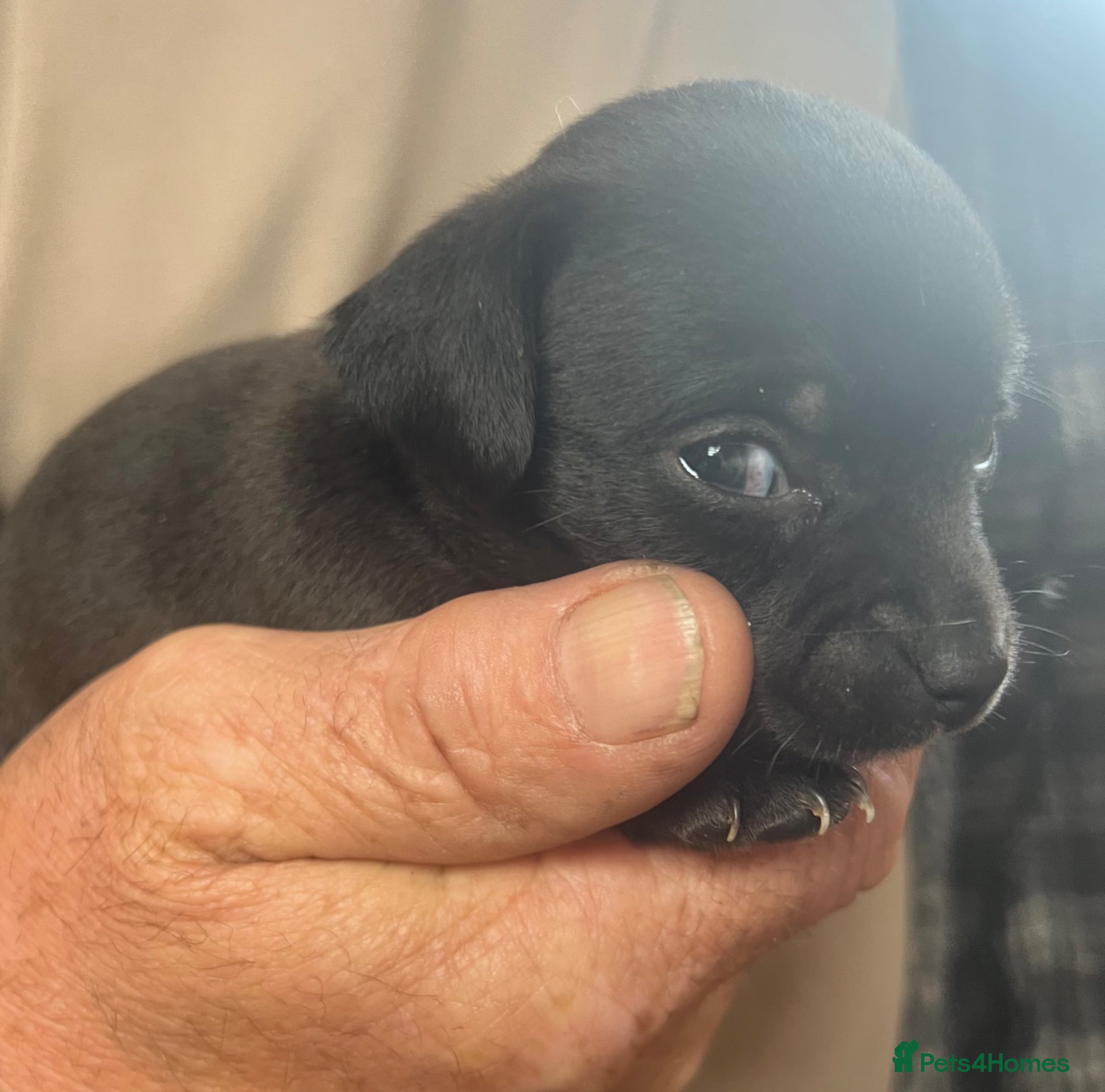 Mixed Breed dogs 2 tiny boys. Chihuahua X terrier x Chihuahua pups - Advert 16