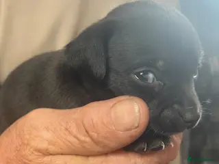 Mixed Breed dogs 2 tiny boys. Chihuahua X terrier x Chihuahua pups - Advert 1