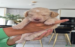 Cockapoo dogs for sale: Absolutely beautiful F1 Cockapoos  - Image 7