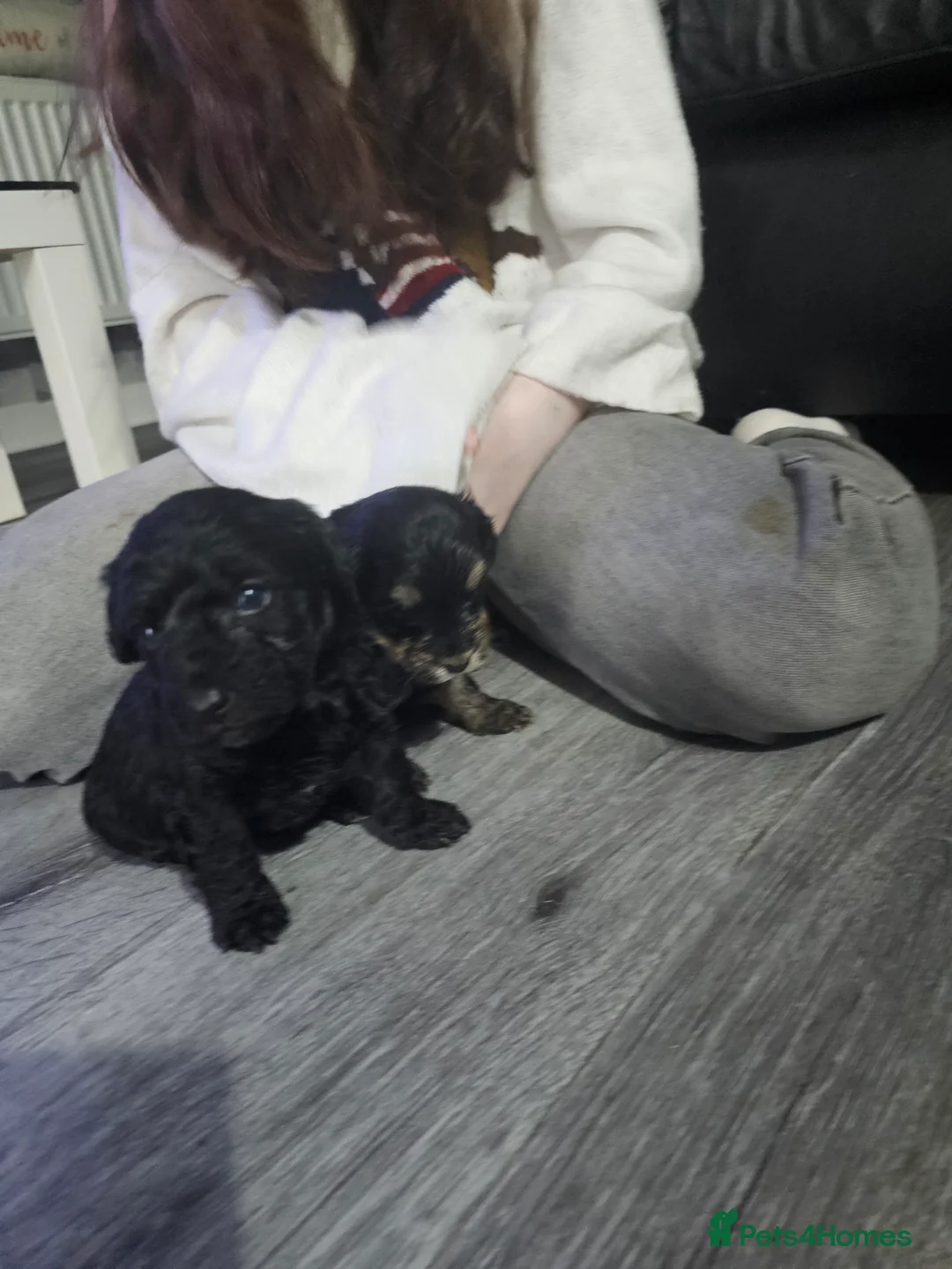 Mixed Breed dogs for sale:  **  Toy yorkipoo  - Advert 16