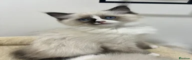 Ragdoll 1