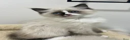 Ragdoll cats for sale: Beautiful RagDoll Kittens  - Advert 5