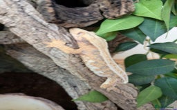 Gecko reptiles for sale: Beautiful Female Crested Geckos    - Image 12