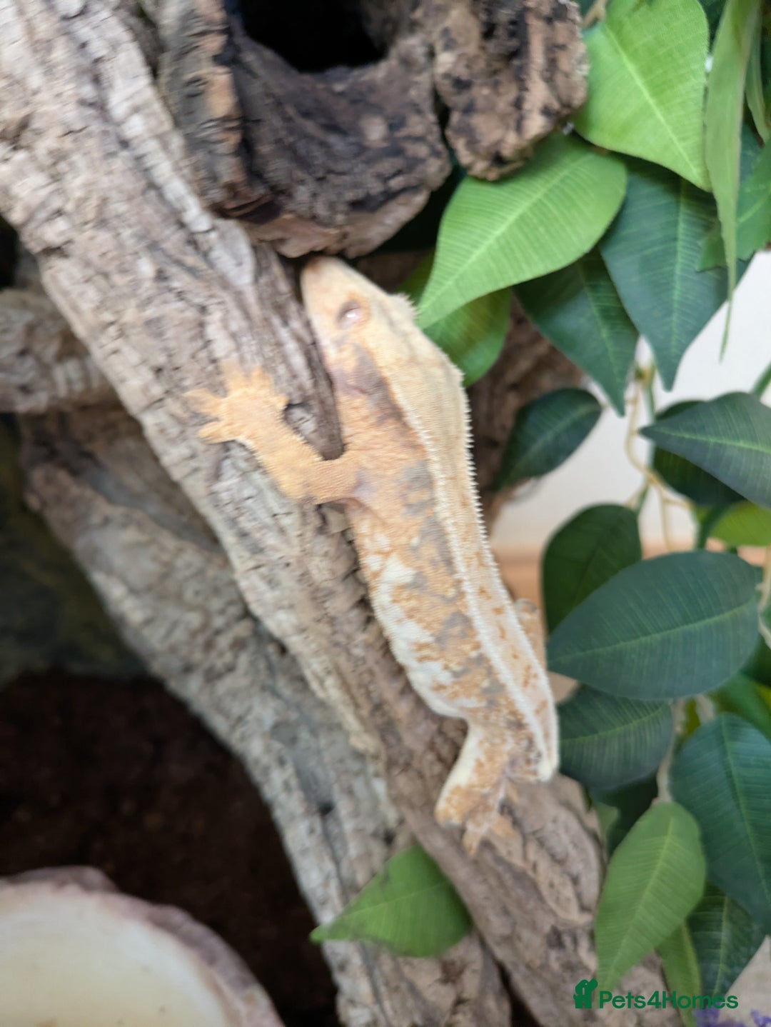 Gecko reptiles for sale: Beautiful Female Crested Geckos    - Image 12