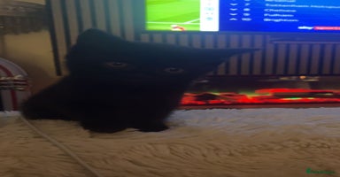 Mixed Breed cats - Advert 10