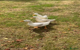 Ducks poultry for sale: 2 Cherry Valley Ducks - Image 1