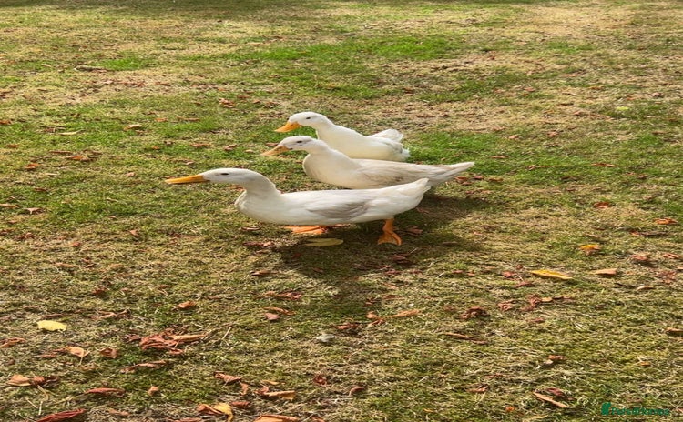 Ducks poultry - Advert 1