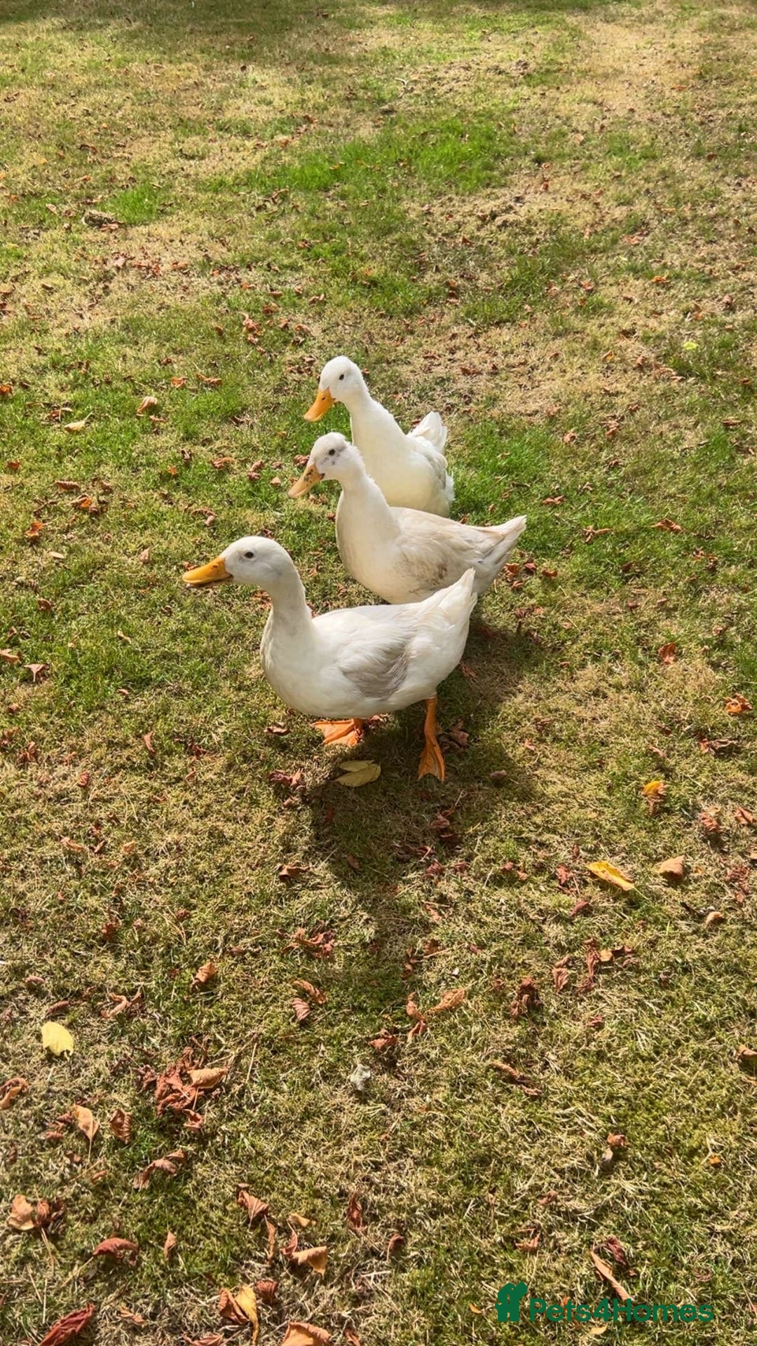 Ducks poultry for sale: 2 Cherry Valley Ducks - Image 1
