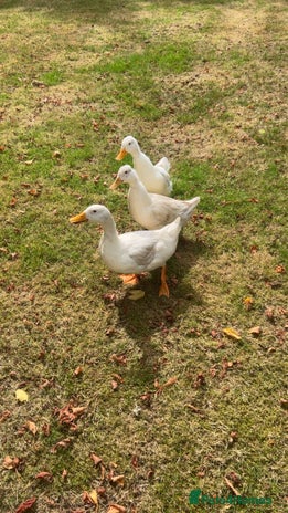 Ducks poultry - Advert 3