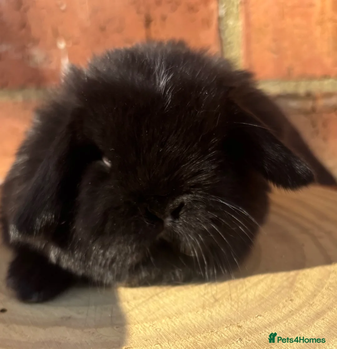 Mini Lop rabbits for sale: Pedigreed pure bred baby mini lops  - Advert 15