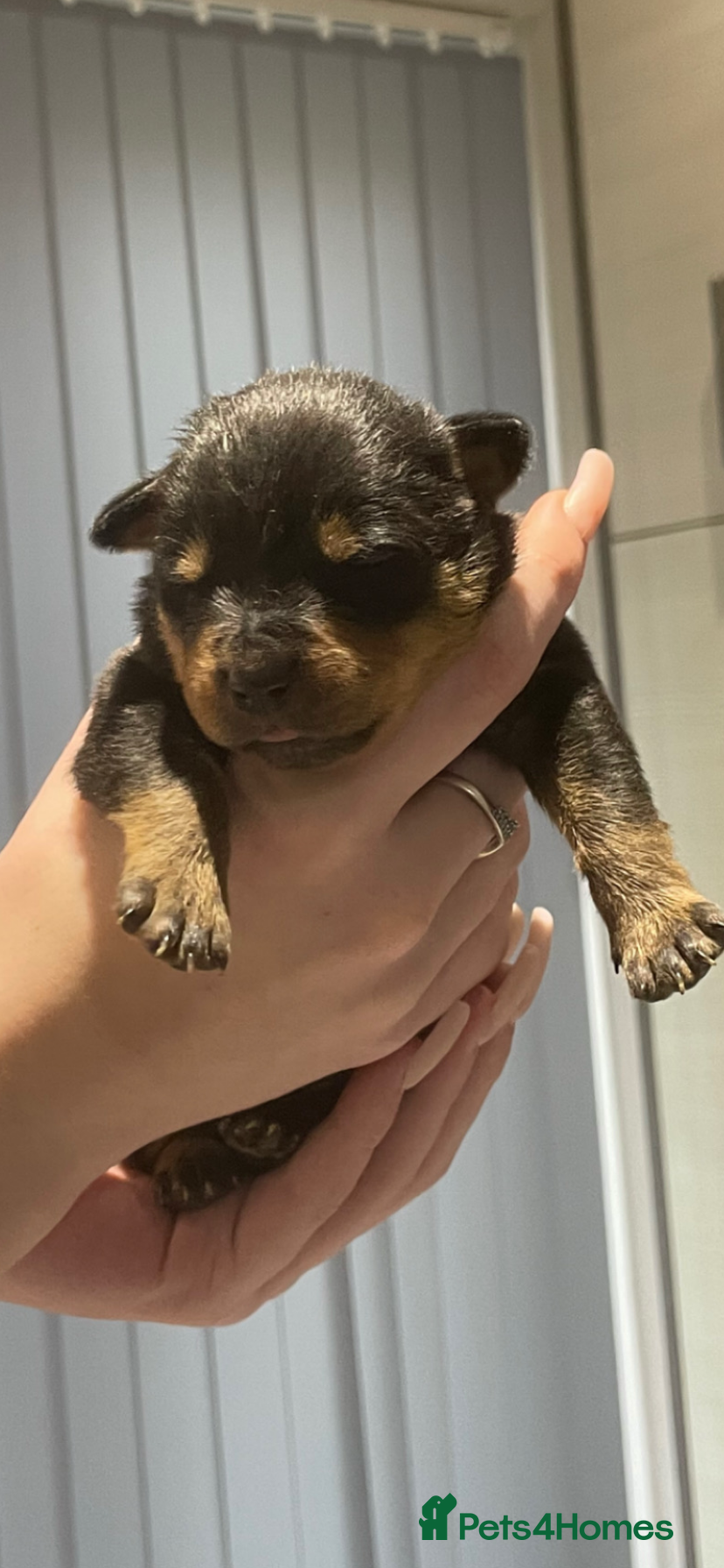 Mixed Breed dogs Rottweiler x American bull staffie - Advert 13