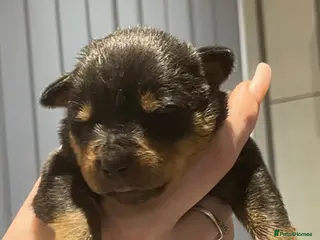 Mixed Breed dogs Rottweiler x American bull staffie - Advert 13