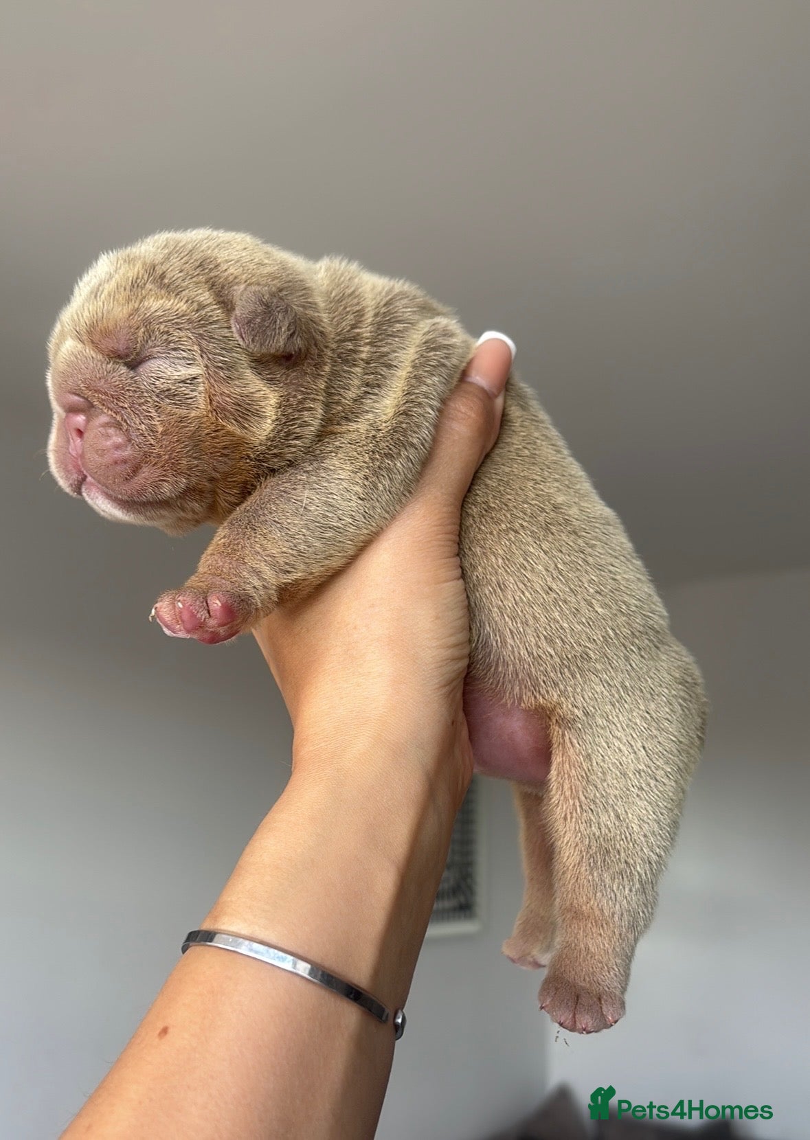 English Bulldog dogs *** QUALITY ENGLISH BULLDOG’s *** - Advert 2