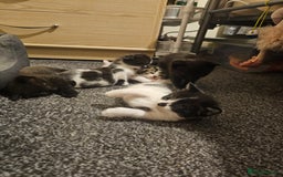 Mixed Breed cats for sale: Adorable ♥️ kittens 😸 😍  - Image 11