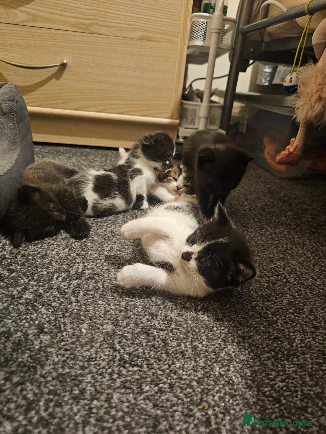 Mixed Breed cats for sale: Adorable ♥️ kittens 😸 😍  - Image 11