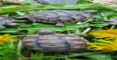 Tortoise reptiles - Advert 7