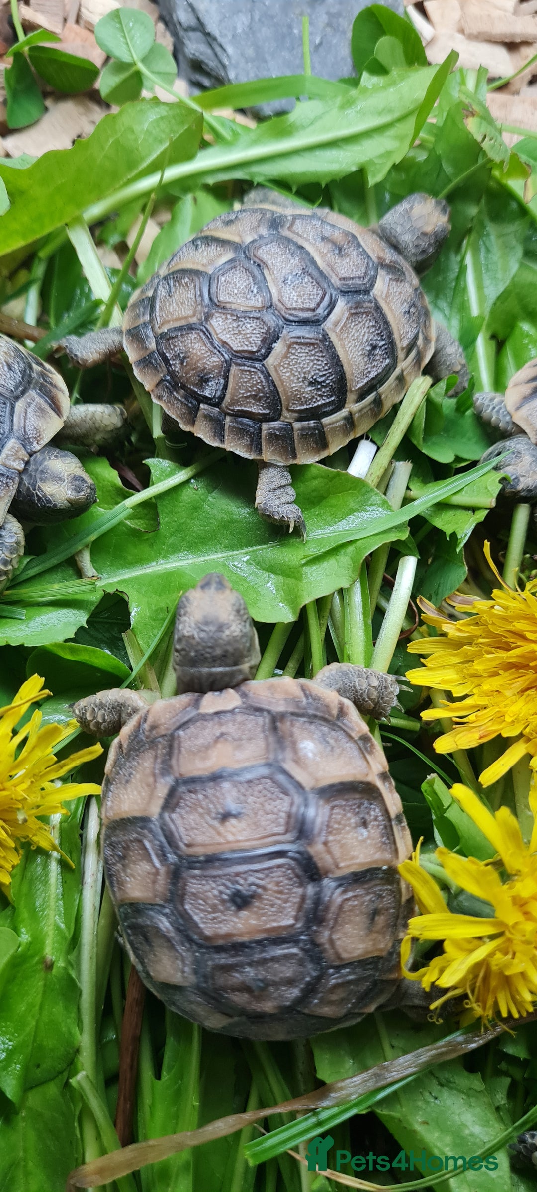Tortoise reptiles for sale: Beautiful Baby Spur Thigh Tortoises  - Image 3