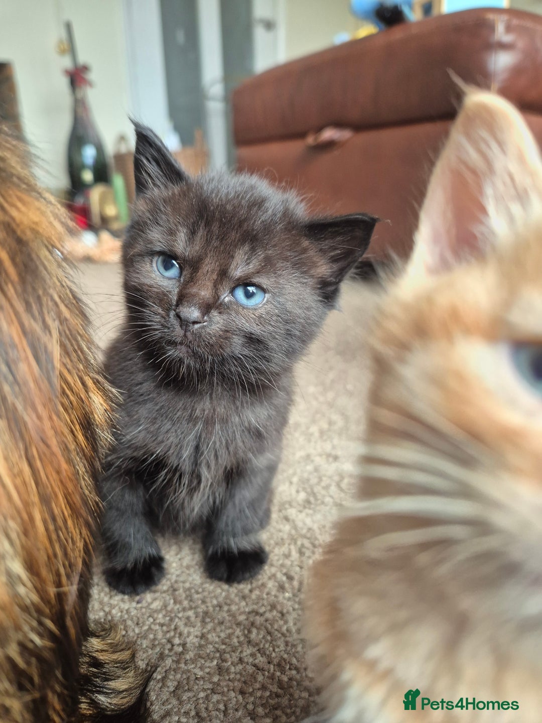 Mixed Breed cats for sale: 😺 VERY FRIENDLY KITTENS 😺 - Advert 7