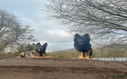 German Shepherd dogs for sale: Working line German shepherd  - Image 9