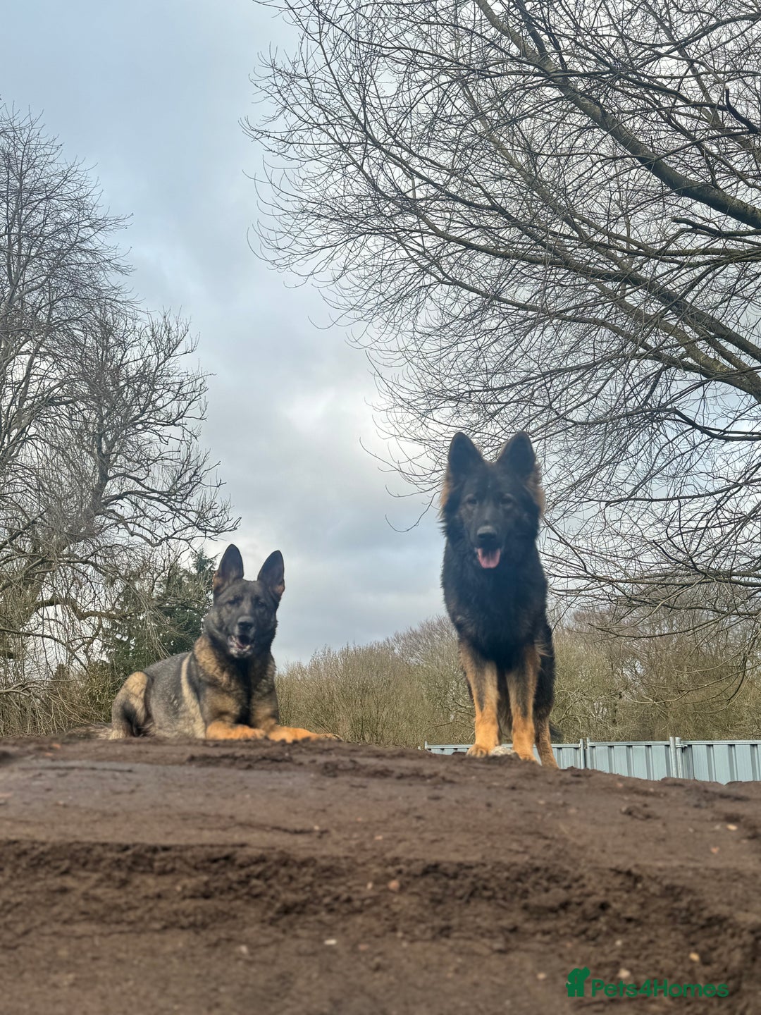 German Shepherd dogs for sale: Working line German shepherd  - Image 9