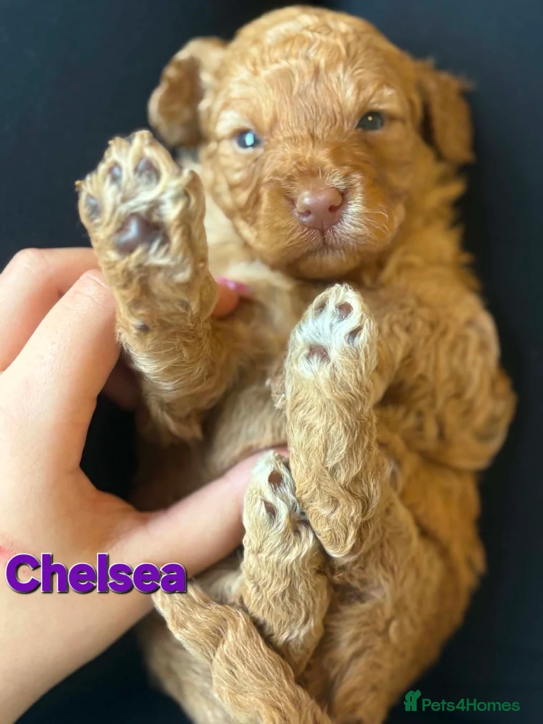 Cockapoo dogs for sale: COCKAPOO PUPPIES LOOKING FOR A HOME  - Advert 2