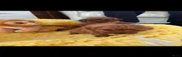 Cavapoo dogs for sale:  F1 Cavapoo,puppies available to leave now in Nantwich - Advert 5