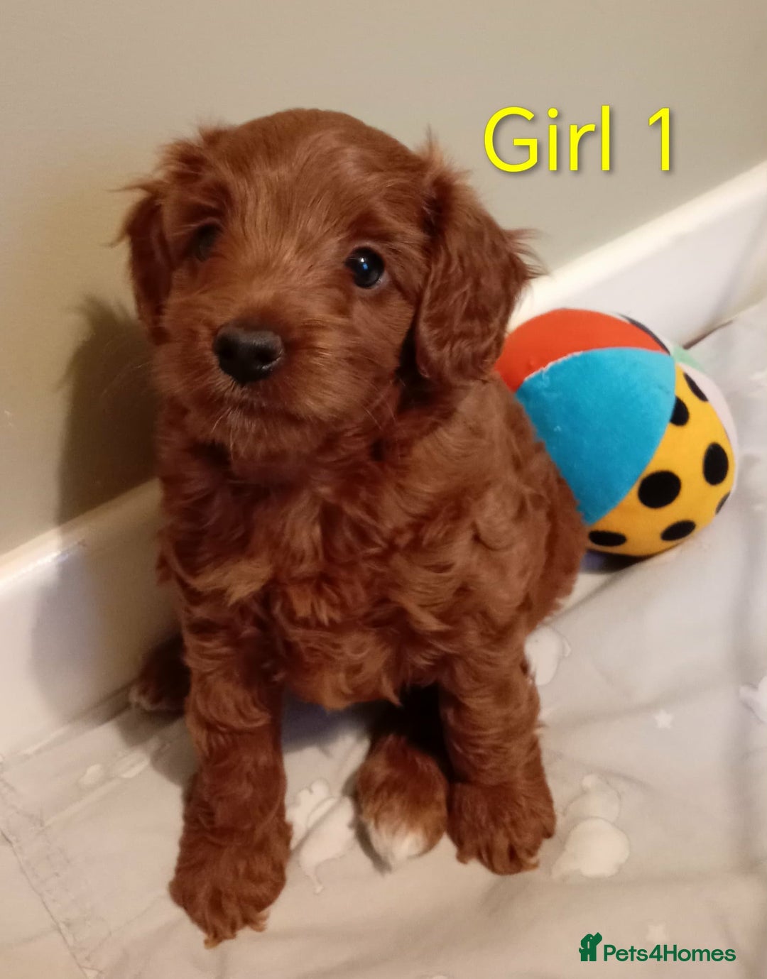 Cockapoo dogs for sale: Cockapoo - Advert 2