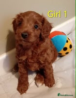 Cockapoo dogs Cockapoo - Advert 11