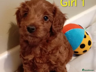 Cockapoo dogs Cockapoo - Advert 5