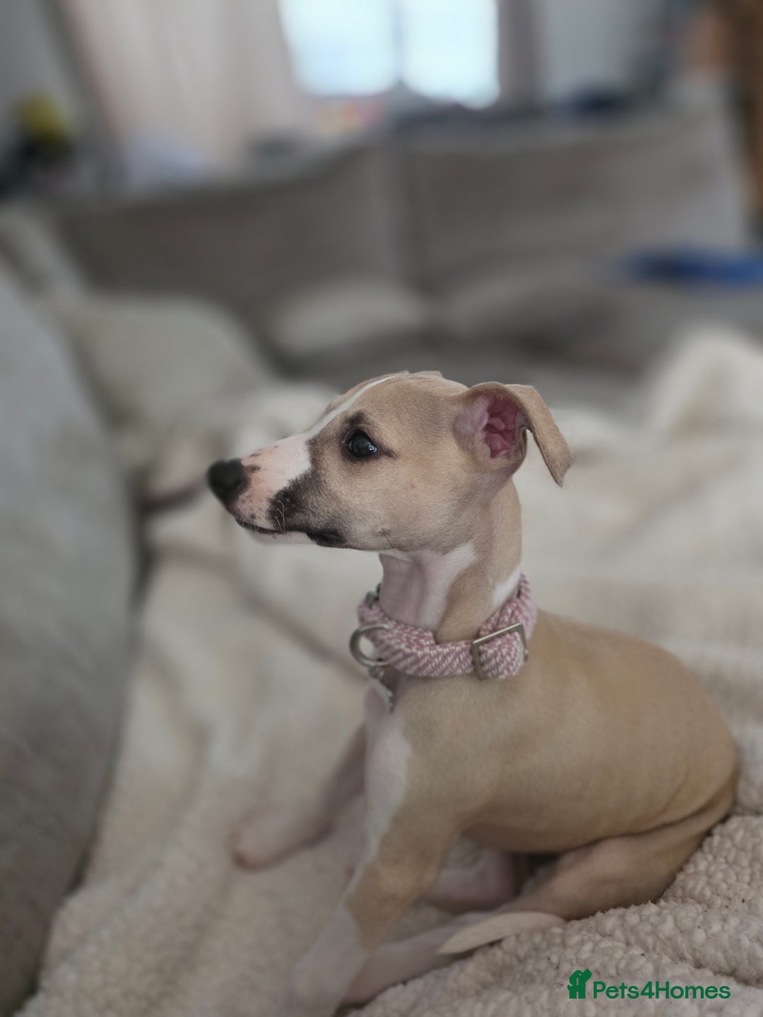 Whippet dogs for sale: Stunning kc reg whippet puppy  - Advert 3