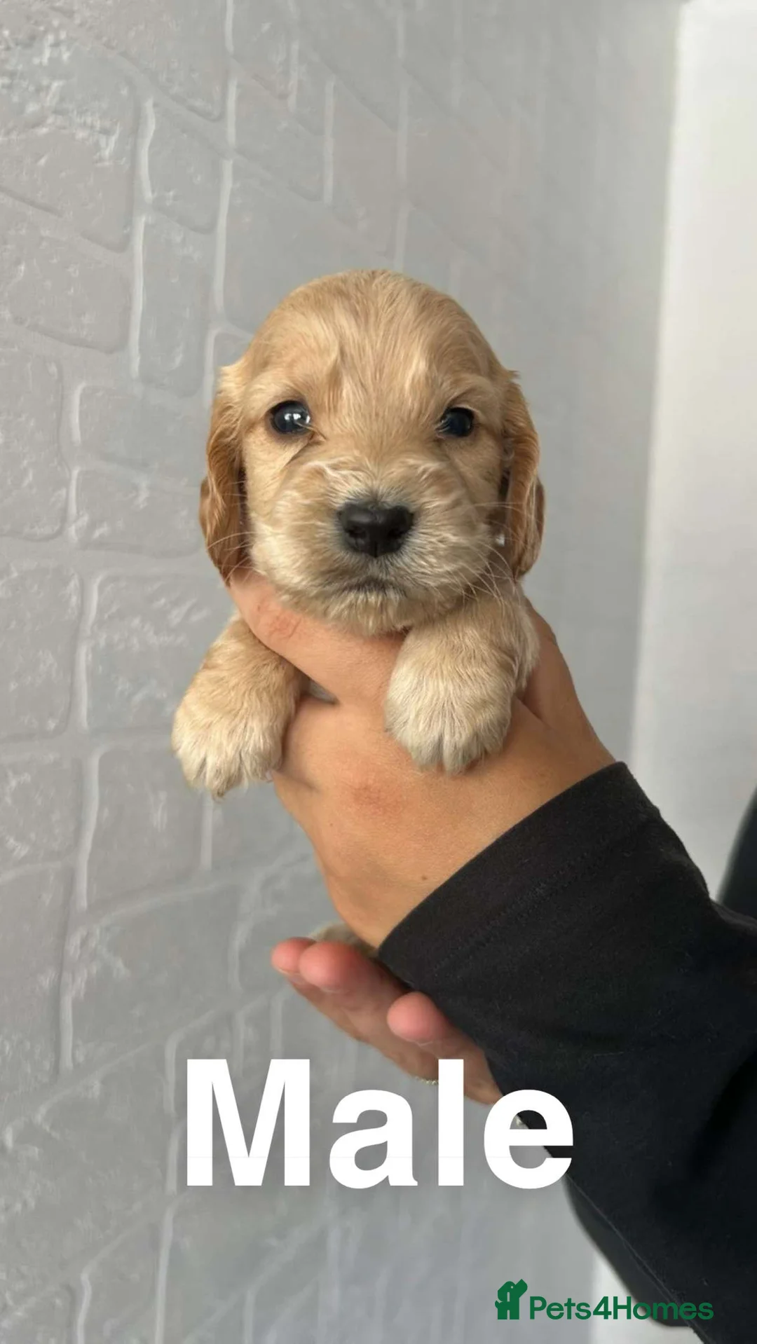 Cocker Spaniel dogs for sale: Cocker Spaniel Puppy Looking for a Loving Home - Advert 2
