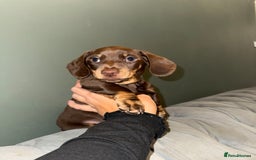 Dachshund dogs for sale: Dashaund - Image 7