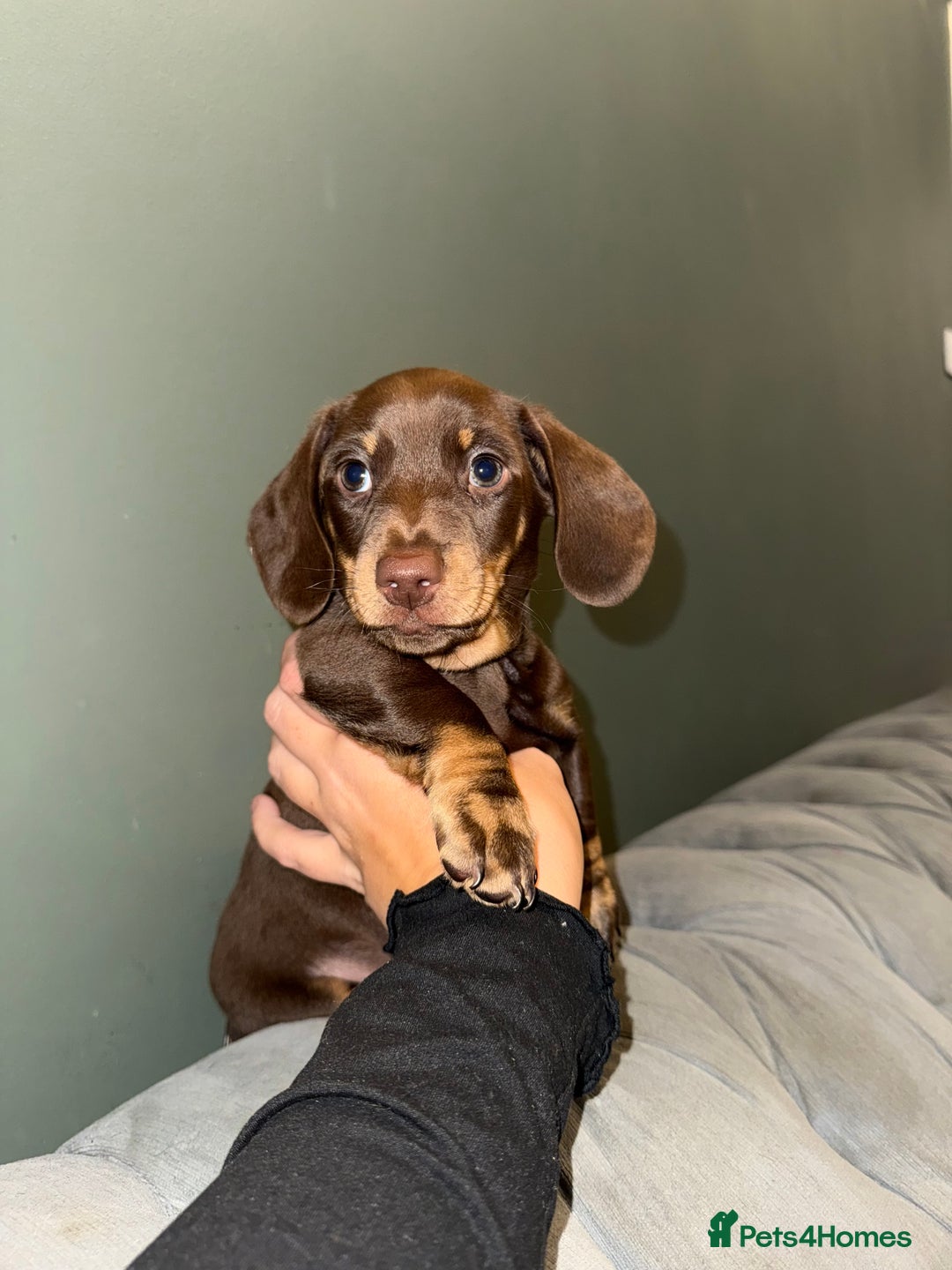 Dachshund dogs for sale: Dashaund - Image 7