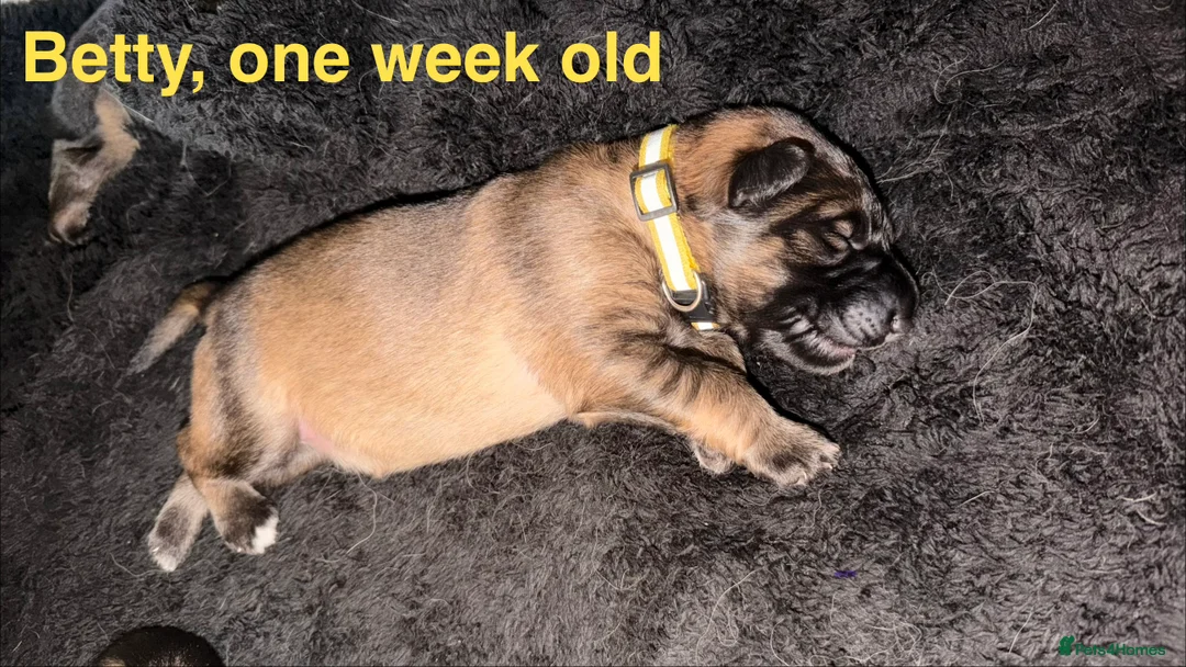 German Shepherd dogs for sale: 🐶🐶German Shepherd Puppies🐶🐶 - Advert 8