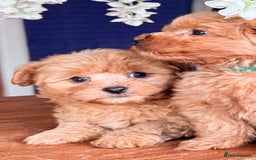 Cairn Terrier dogs for sale: STUNNING F1 cairn-oodle puppies  - Image 2