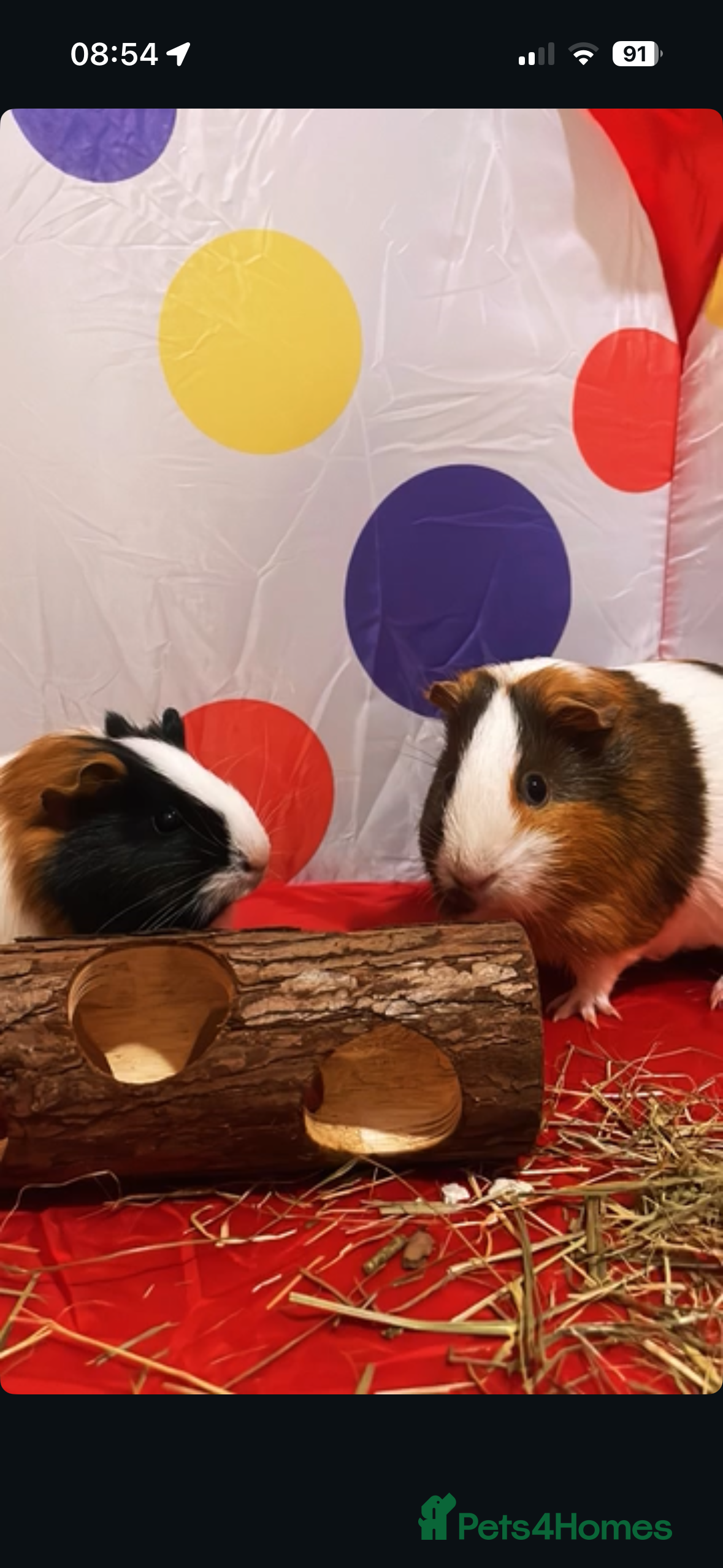 Guinea Pig rodents 2 Guinea pigs for sale - Advert 10