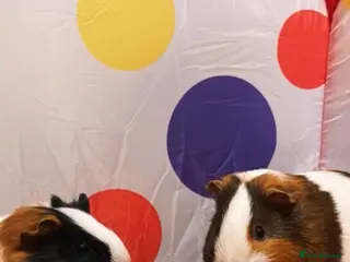 Guinea Pig rodents 2 Guinea pigs for sale - Advert 9