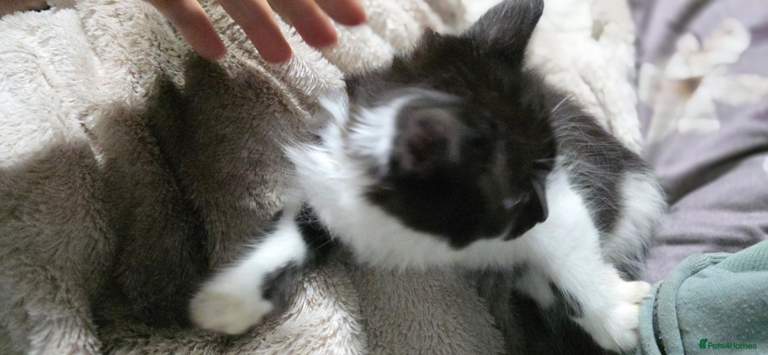 Mixed Breed cats for sale: Friendly playful kittens ready to find thier new  - Image 20