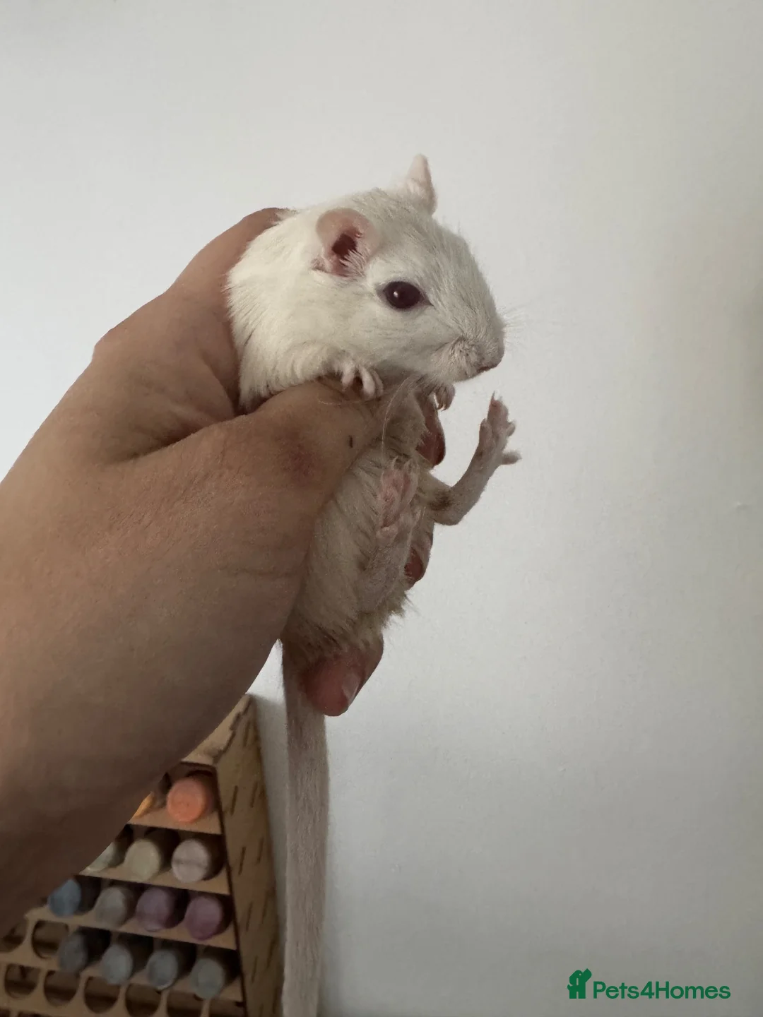 Gerbil rodents for sale: 3 female cream gerbils - Advert 2