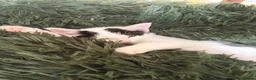 Mixed Breed cats for sale: 6 beautiful kittens ready for their forever home  - Advert 1