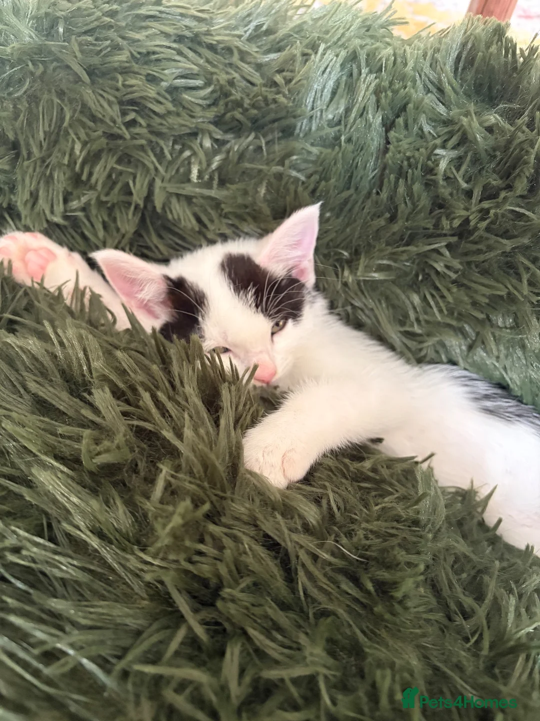 Mixed Breed cats for sale: 6 beautiful kittens ready for their forever home  - Advert 1