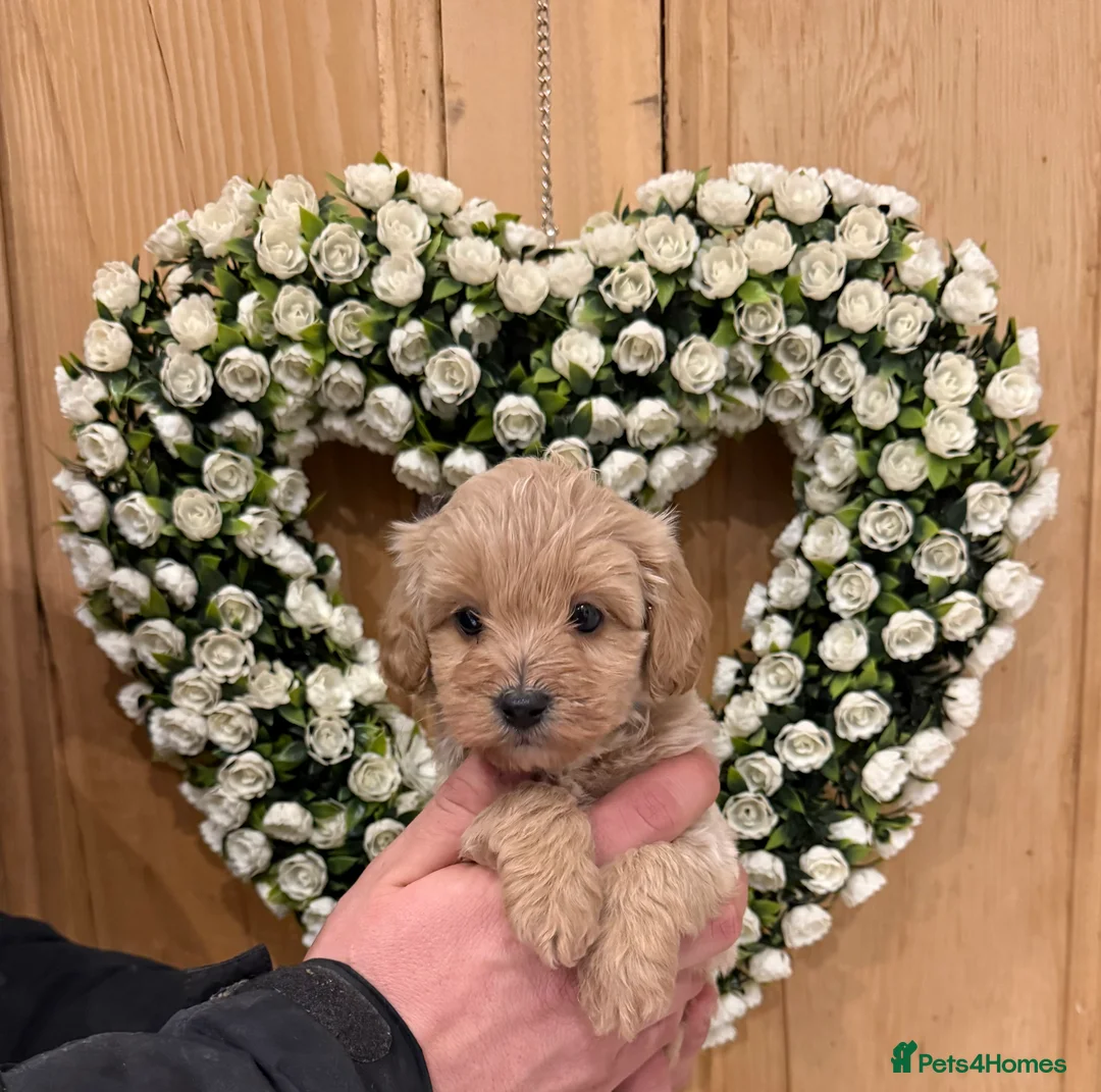 Cavachon dogs for sale: Outstanding Toy Cavapoochon Puppies *last girl * - Advert 3