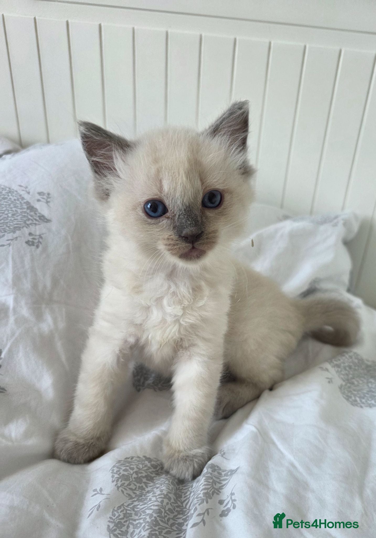 Ragdoll cats Ragdolls kittens.Ready for pickup now😻🙀 - Advert 2