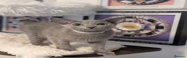 Russian Blue 3