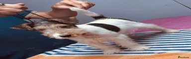 Fox Terrier 1