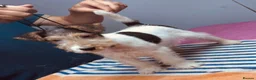 Fox Terrier dogs for sale: Beautiful top bloodline male available  - Advert 7