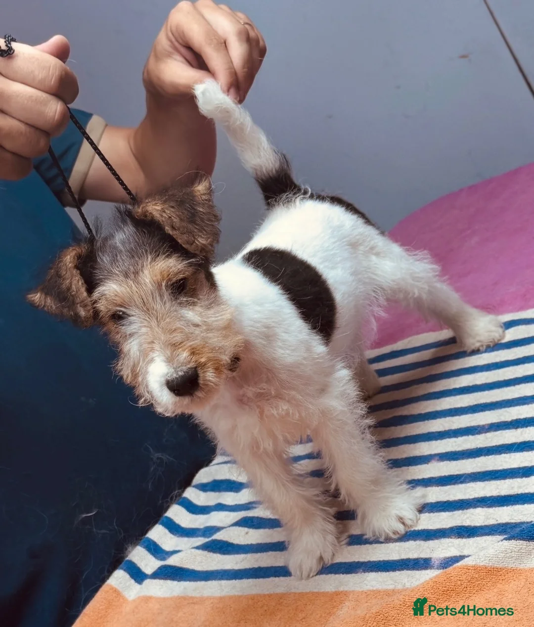 Fox Terrier dogs for sale: Beautiful top bloodline male available  - Advert 7