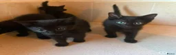 Domestic Shorthair cats for sale: Black Kittens For Sale  - Advert 9
