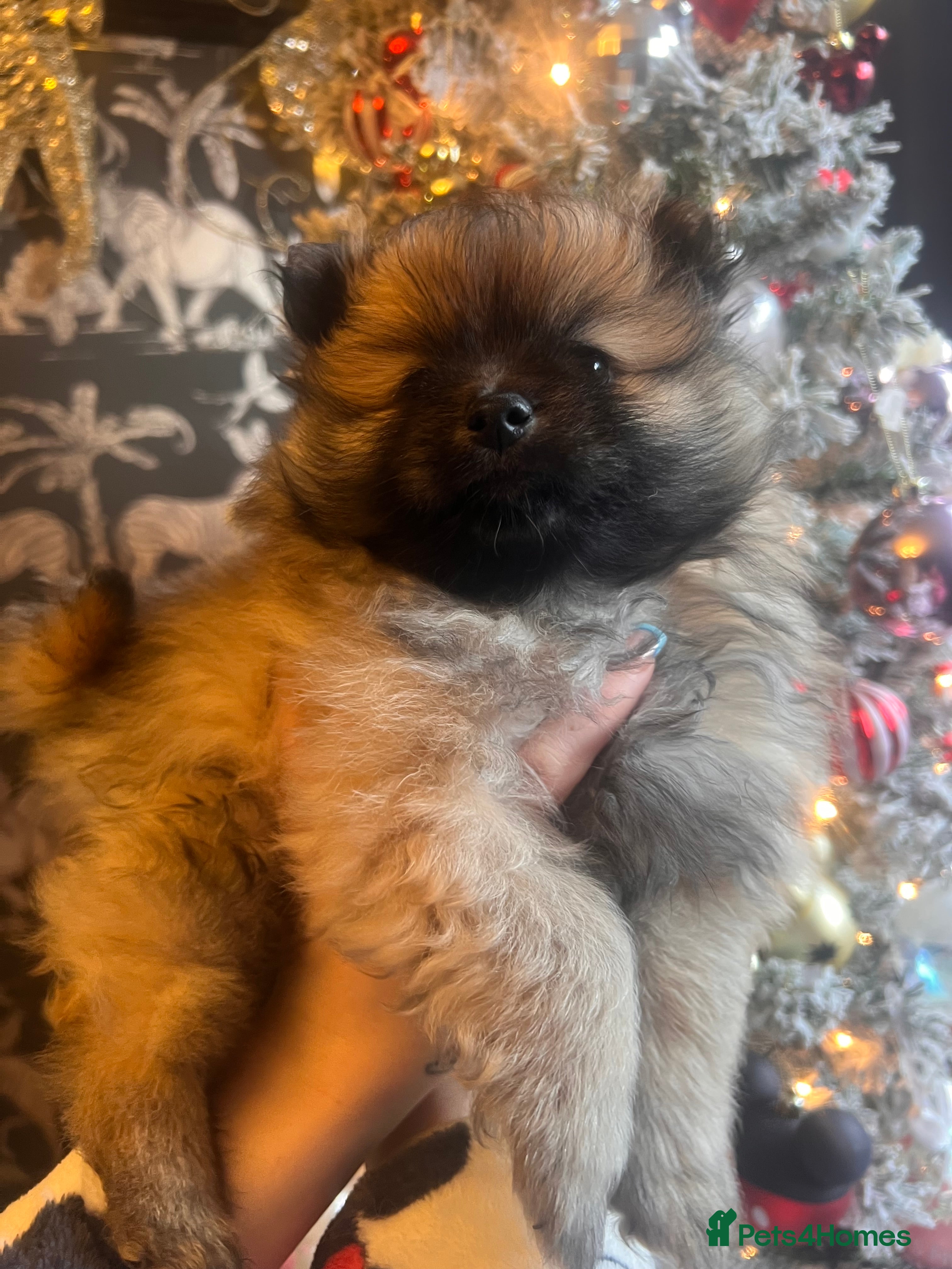 Pomeranian dogs READY NOW Fluffy Pomeranian Puppy’s  - Advert 4