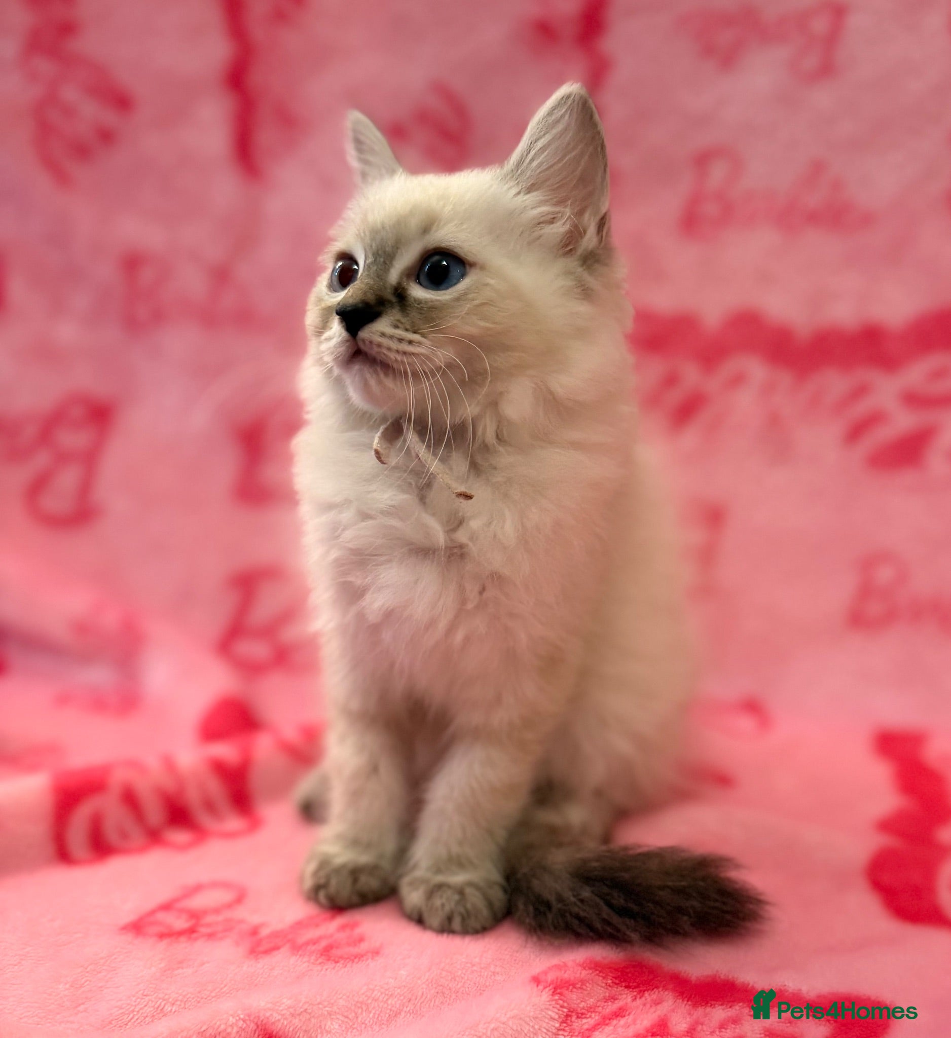 Ragdoll cats  Female Blue Lynx Ragdoll Kittens 🩷 - Advert 1